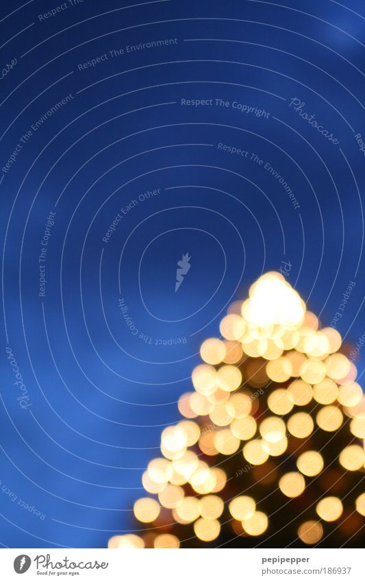 - 4.5 Dioptrinen Himmel Nachthimmel Winter Baum glänzend blau gold Warmherzigkeit Weihnachtsbaum Außenaufnahme Dämmerung Zentralperspektive Weihnachten & Advent