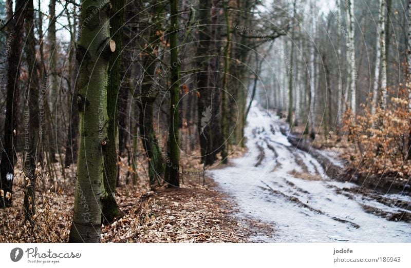 Waldweg Umwelt Natur Landschaft Pflanze Erde Winter Klima schlechtes Wetter Eis Frost Schnee Baum Wege & Pfade kalt weiß Ziel Fußweg trist gefroren Blatt