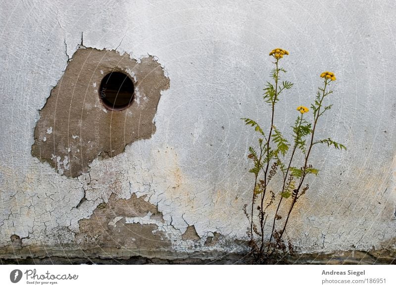 Spanien und Portugal (mit Loch) Stil Häusliches Leben Wohnung Haus Renovieren Umwelt Natur Landschaft Pflanze Blume Grünpflanze Mauer Wand Fassade Putz