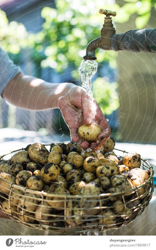 Frisch geerntete Kartoffeln waschen Gemüse Schalen & Schüsseln Frau Erwachsene Hand Pflanze frisch natürlich Sauberkeit grün Wäsche waschen Bauernhof Ackerbau