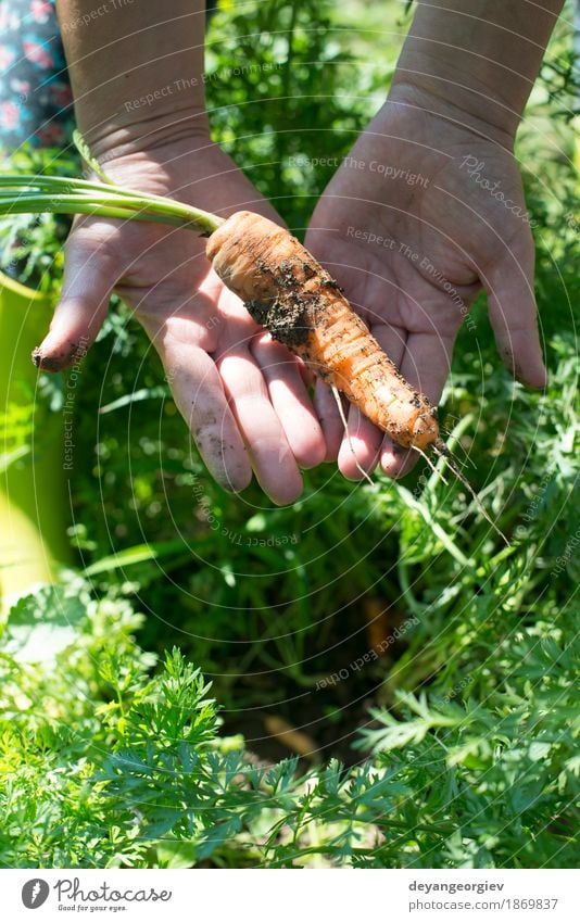 Frau Ernte Karotten Gemüse Vegetarische Ernährung Garten Gartenarbeit Erwachsene Hand Pflanze Erde Wachstum frisch grün Möhre organisch Lebensmittel Haufen