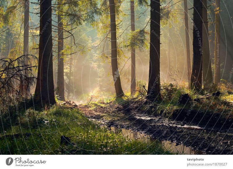 schönes Morgenlicht im Fichtenwald Abenteuer Sonne Umwelt Natur Landschaft Herbst Nebel Baum Park Wald Wege & Pfade Wachstum natürlich grün Farbe geheimnisvoll