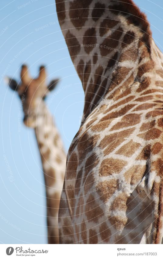 ??? Safari Tier Wolkenloser Himmel Schönes Wetter Zoo Umweltschutz Afrika Fell Wildtier Tiergesicht Giraffe 2 Tierpaar beobachten Neugier Strukturen & Formen