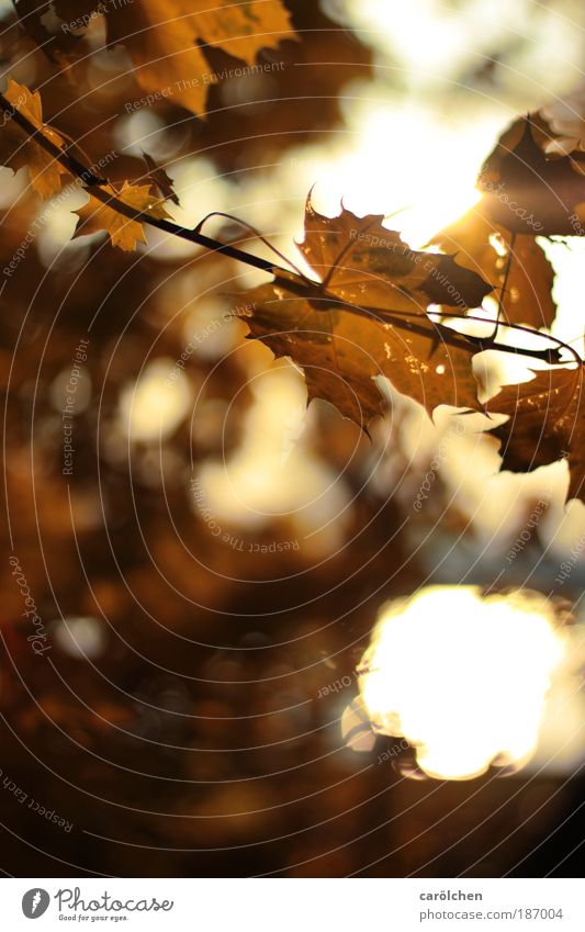 *25* Lichtmomente Umwelt Natur Landschaft Sonne Sonnenlicht Herbst Schönes Wetter Sträucher Blatt Park glänzend leuchten dunkel Billig braun gold grau schwarz