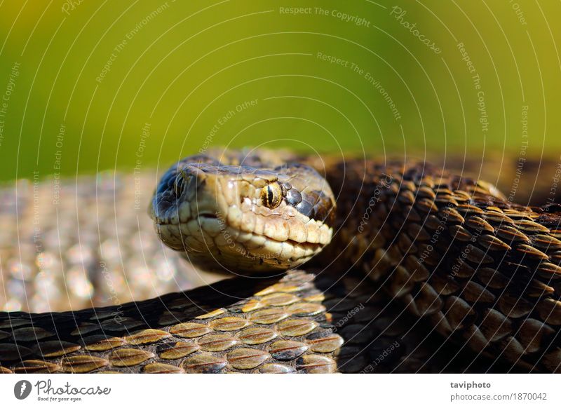 Porträt der seltensten Schlange in Europa Frau Erwachsene Natur Tier Wiese klein wild braun Angst gefährlich Farbe Reptil Schuppen Rakkosiensis Fotografie Gift