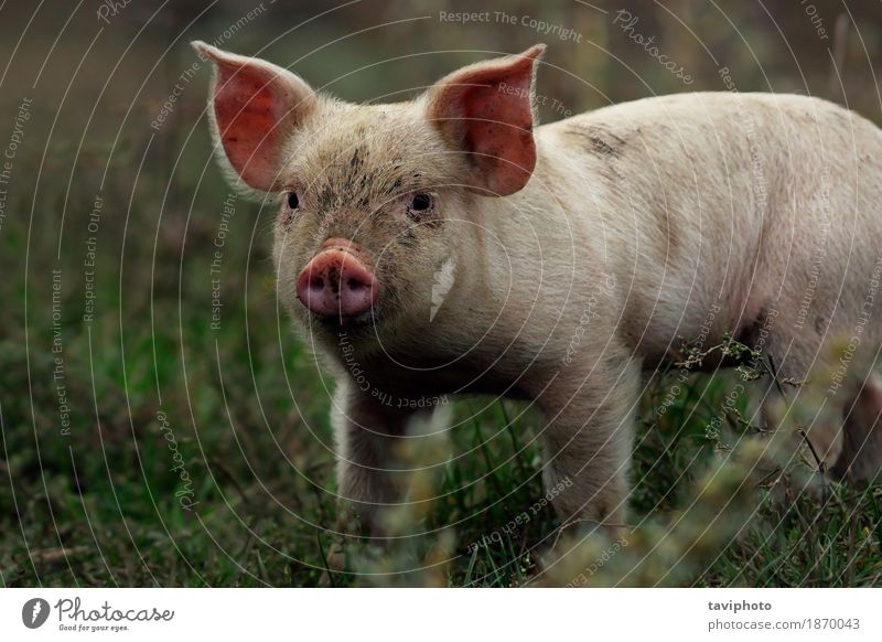 Porträt des jungen Schweins Fleisch Glück schön Gesicht Industrie Baby Natur Tier stehen dreckig klein lustig niedlich rosa weiß Farbe Hausschwein Bauernhof