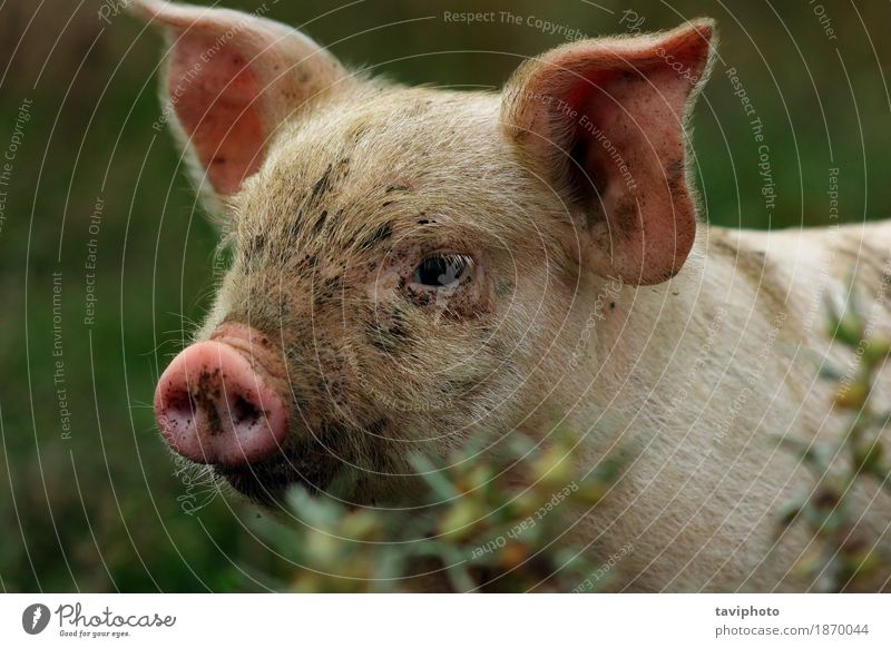 Porträt des jungen rosa Schweins Fleisch Glück schön Industrie Natur Tier beobachten dreckig klein lustig Neugier niedlich weiß Farbe Hausschwein Bauernhof