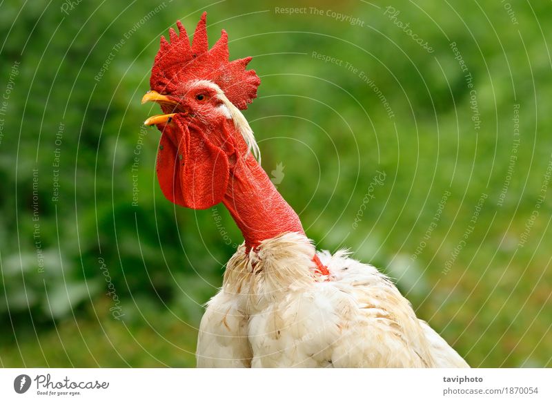 zottiges Hahnportrait schön Mann Erwachsene Natur Tier Vogel stehen natürlich rot Farbe Bauernhof Ackerbau Hintergrund Federvieh Kopf Hähnchen heimisch eine