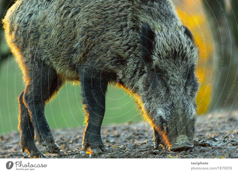Nahaufnahme des wilden Ebers an der Dämmerung schön Gesicht Jagd Umwelt Natur Tier Wald Pelzmantel groß natürlich braun gefährlich Farbe Hausschwein Säugetier