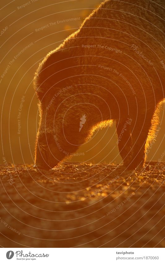 Porträt des wilden Ebers im orange Sonnenuntergang Gesicht Jagd Umwelt Natur Tier Park Wald Pelzmantel alt braun Farbe sus Scrofa Tierwelt Kopf Licht eine