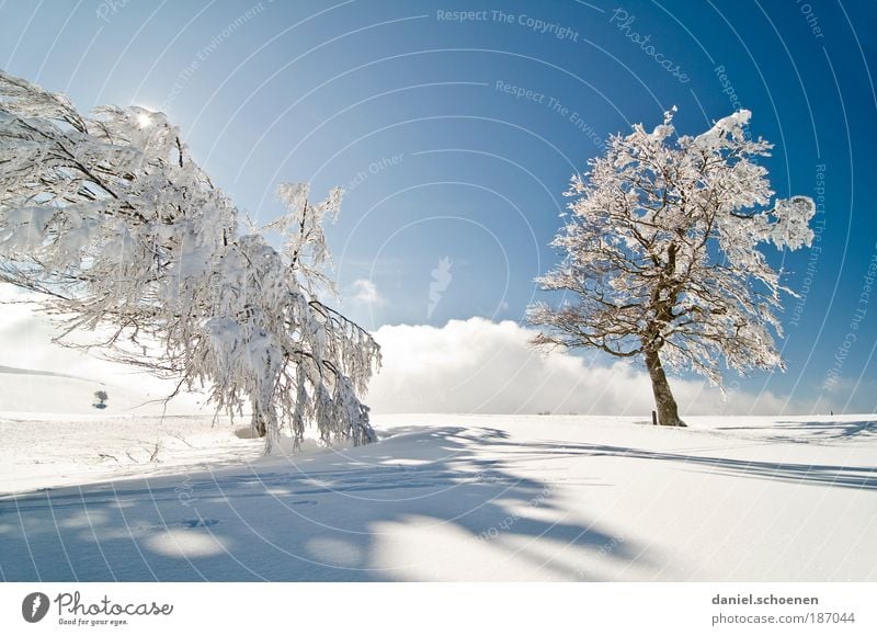 schön kalt !!! Ferien & Urlaub & Reisen Tourismus Ausflug Winter Schnee Winterurlaub Himmel Wolkenloser Himmel Sonne Klima Schönes Wetter Eis Frost Baum hell