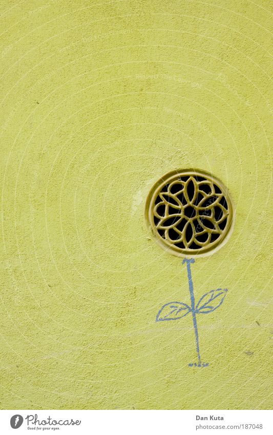 Hauswandzüchtung Kunst Stein Zeichen Ornament Blume Pflanze dehydrieren Wachstum ästhetisch außergewöhnlich Duft einzigartig trashig blau gelb Freude Wand Putz