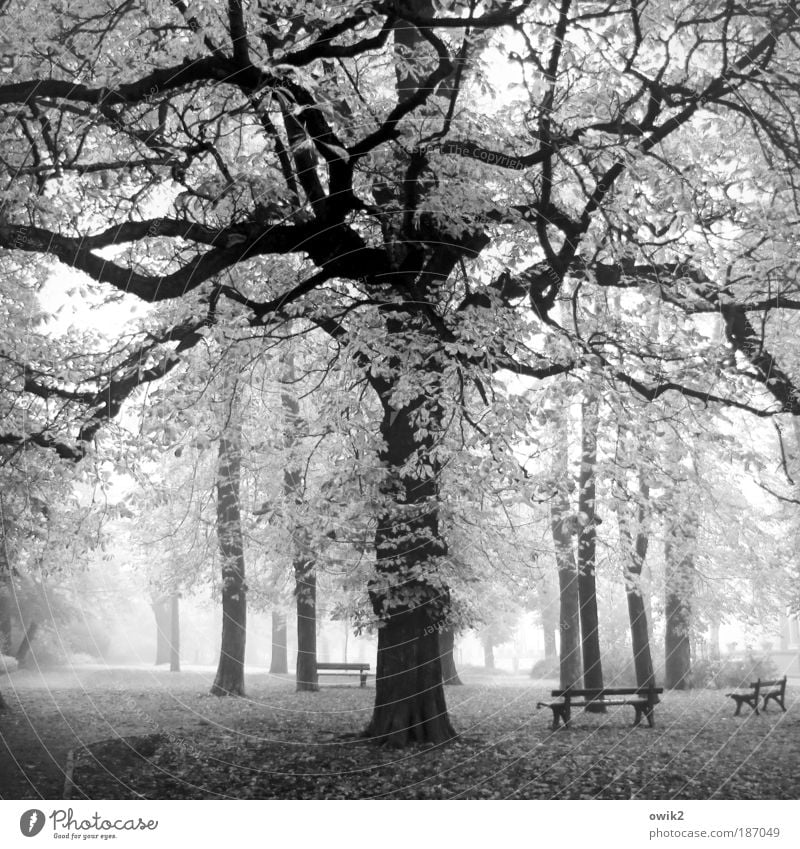 Ruhetag Natur Landschaft Pflanze Erde Luft Wasser Herbst Klima Wetter Schönes Wetter Nebel Baum Gras Blatt Wildpflanze Herbstlaub Laubbaum Eiche Park Bautzen