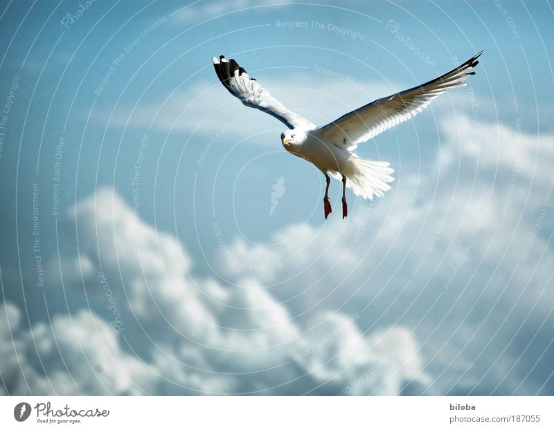 190 Flugstunden Umwelt Natur Urelemente Luft Wassertropfen Wolken Herbst Klima Wetter Wind Küste Nordsee Tier Wildtier Vogel Tiergesicht Flügel Coolness frei
