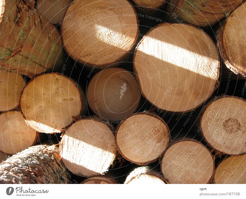 holzreich Baum Fichte Arbeit & Erwerbstätigkeit rund braun Ordnung Stapel Holz Holzstapel Farbfoto Außenaufnahme Menschenleer Tag Licht Schatten Sonnenlicht