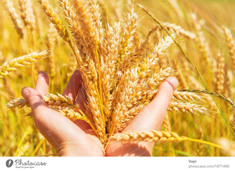 Weizen in den Händen Brot Sommer Landwirtschaft Forstwirtschaft Frau Erwachsene Hand Finger Natur Landschaft Pflanze Sonnenlicht Herbst Schönes Wetter Wiese