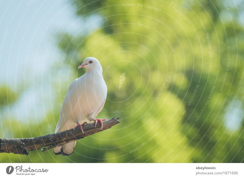Einzelne weiße Taube auf einer Niederlassung Lifestyle Stil Kunst Künstler Tier Vogel 1 Abenteuer Farbfoto mehrfarbig Nahaufnahme Detailaufnahme Makroaufnahme