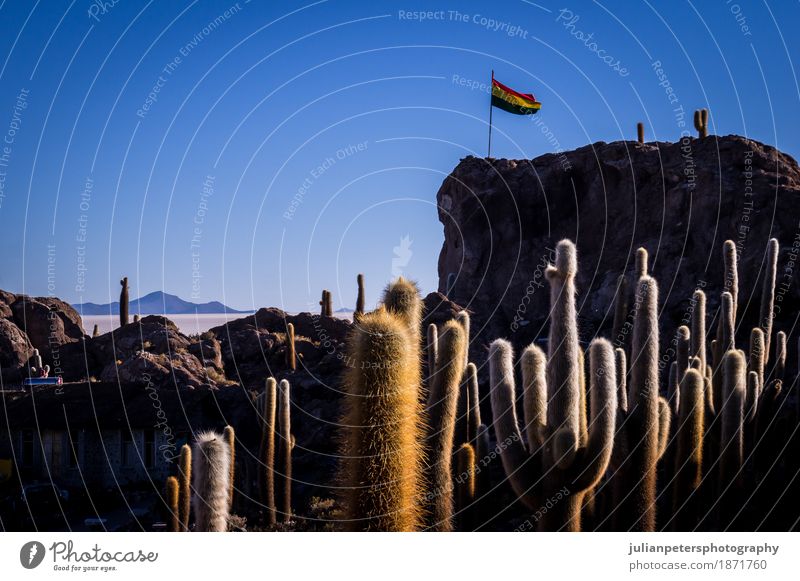 Bolivianische Flagge in Incahuasi-Kaktusinsel Uyuni Dessert Ferien & Urlaub & Reisen Sonne Insel Natur Landschaft Pflanze Himmel Hügel See Fahne wild blau gelb