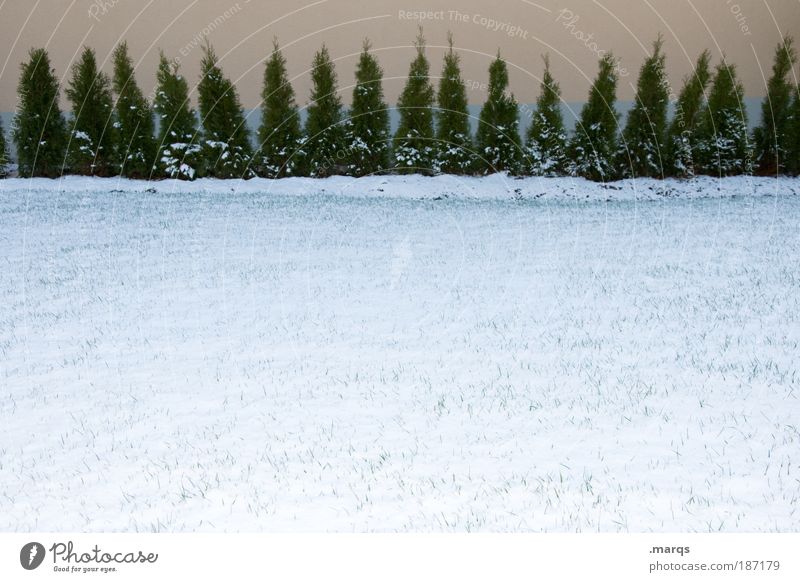 Aufstellung Stil Natur Urelemente Winter Schnee Baum Gras Sträucher Wachstum ästhetisch kalt Willensstärke Ausdauer Ordnungsliebe Wandel & Veränderung Farbfoto