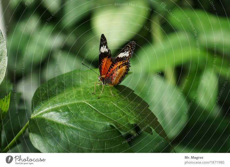 Schmetterling Tier 1 ästhetisch elegant Farbe Natur Farbfoto Innenaufnahme Nahaufnahme Menschenleer Tag Kunstlicht Starke Tiefenschärfe Tierporträt
