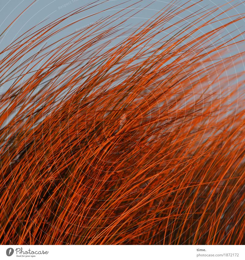 Abendfeuer Umwelt Natur Landschaft Himmel Herbst Schönes Wetter Wind Sturm Gras Halm Küste Strand Bewegung drehen leuchten Tanzen Wachstum schön Lebensfreude
