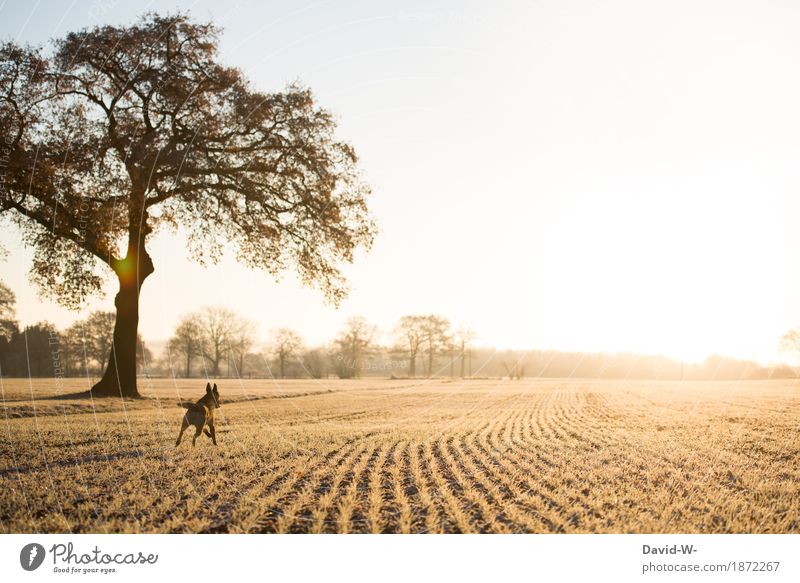 Freiheit - Hund rennt bei Sonnenlicht aufs Feld rennen Schäferhund frei Freude Sonnenuntergang Baum spazierengehen Haustier draußen Tier Farbfoto Außenaufnahme
