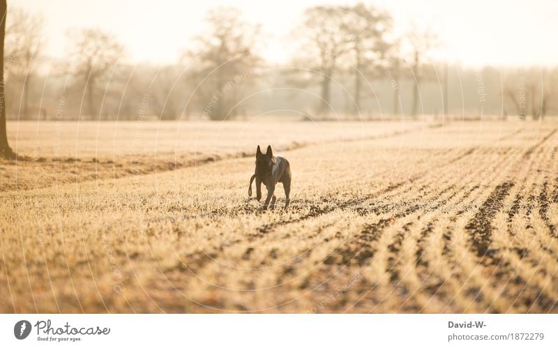 Ein Hund läuft zur goldenen Stunde über einen Acker auslauf goldene stunde Feld laufen winter kalt Sonnenlicht Abendsonne gelb Tier Haustier Schäferhund