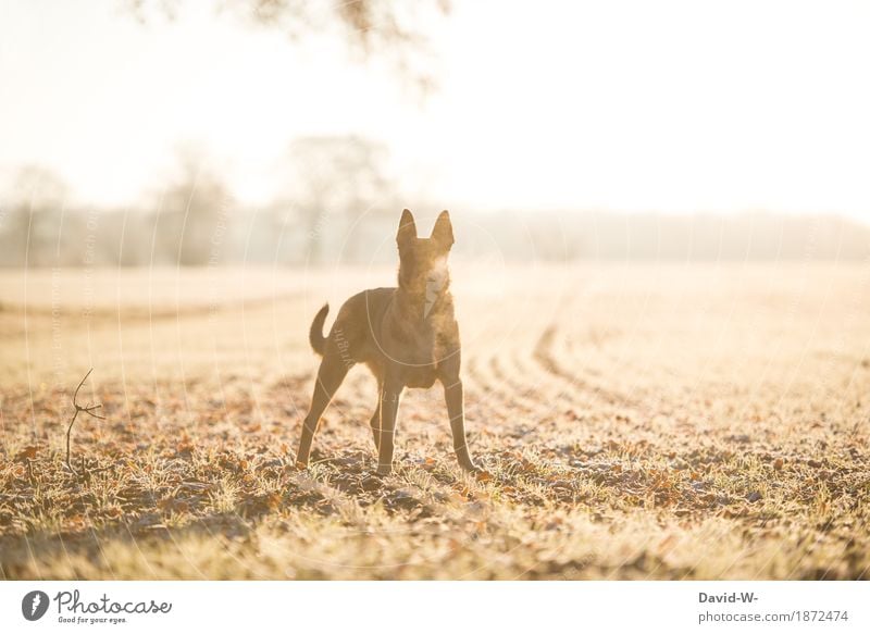 ein kalter Wintermorgen Hund morgens frostig sonne sonnenlicht sonnenschein spazieren Gassi gehen Spaziergang Tier Haustier Außenaufnahme Farbfoto Säugetier 1
