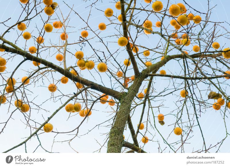 ich habe schon mal den Baum geschmückt Wolkenloser Himmel Herbst Winter Schönes Wetter exotisch blau gelb bizarr skurril Surrealismus Weihnachtsbaum Ast Licht