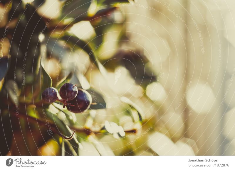 Blüten des Winters VI Umwelt Natur Pflanze Frühlingsgefühle Unschärfe Beeren Hecke Sträucher Zaun Garten Schrebergarten Außenaufnahme Sonnenstrahlen Warme Farbe