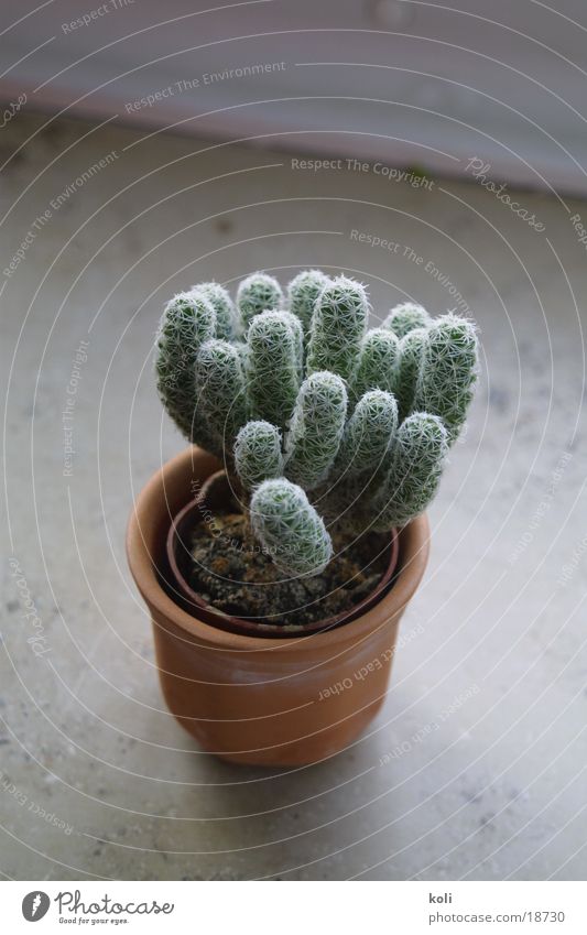 Mein kleiner grüner Kaktus Keramik Topf Fensterbrett stachelig weiße Stacheln