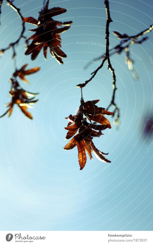 baumelnde Herbstblätter an einem Zweig Blatt Samen Ast hängen braun Vergänglichkeit Ende Endzeitstimmung Traurigkeit Verfall samenstand Wandel & Veränderung