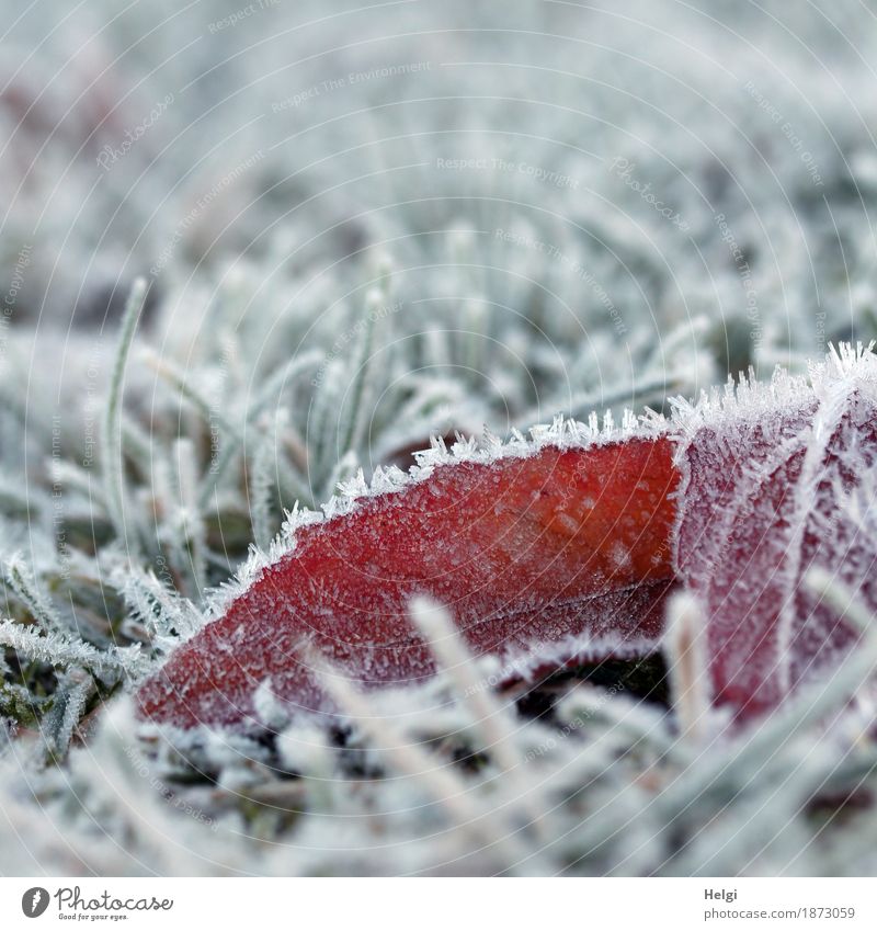 einfach nur kalt ... Umwelt Natur Pflanze Winter Eis Frost Gras Blüte Garten frieren liegen authentisch außergewöhnlich klein natürlich grau grün rot weiß ruhig