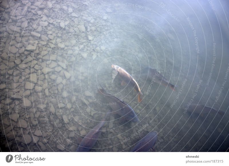 Der Hecht fehlt Fisch Sushi Tier Wasser Teich Karpfen Tiergruppe Stein grau Angeln Fischereiwirtschaft Gedeckte Farben Außenaufnahme Tag Vogelperspektive