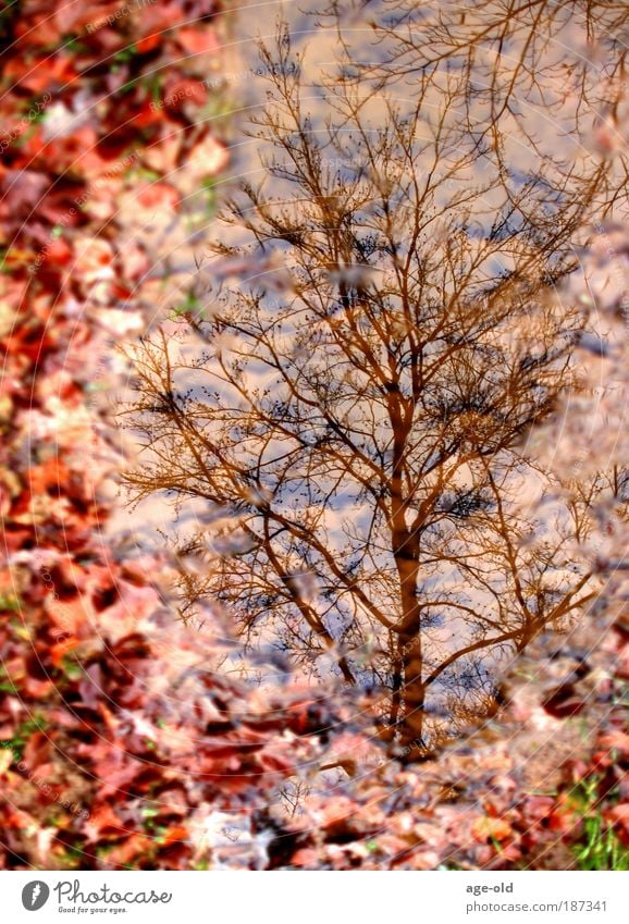 Herbstlich gerahmt Glück Ausflug Umwelt Natur Landschaft Pflanze Erde Wasser Himmel Wetter Baum Gras Blatt Wildpflanze Wald Moor Sumpf Ornament entdecken