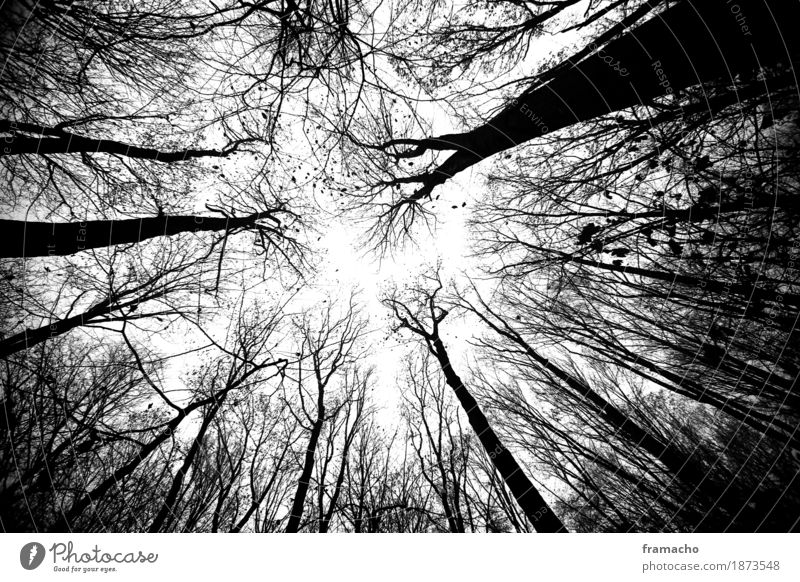 dark forest Umwelt Natur Landschaft Pflanze Himmel Herbst Baum Wald Holz ästhetisch authentisch dunkel gigantisch gruselig hoch nachhaltig stark Gefühle ruhig