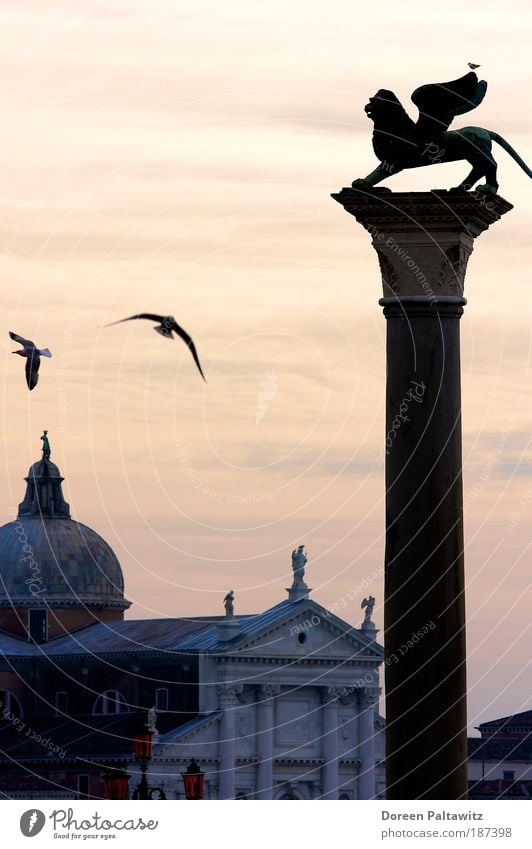 Löwe in Venedig bei Abenddämmerung Freiheit Städtereise Skulptur Landschaft Sonnenaufgang Sonnenuntergang Italien Europa Hafenstadt Menschenleer Haus Bauwerk