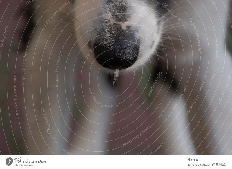 Kalte Schnauze Tier Hund Tiergesicht Sinnesorgane Fell Farbfoto Außenaufnahme Nahaufnahme Textfreiraum unten Bewegungsunschärfe Totale Nase Tag