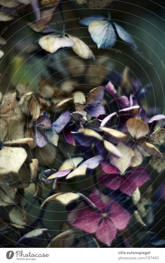aus und vorbei. Natur Herbst Pflanze Sträucher Hortensie Hortensienblüte Park alt frieren verblüht dehydrieren dunkel natürlich wild blau violett Traurigkeit