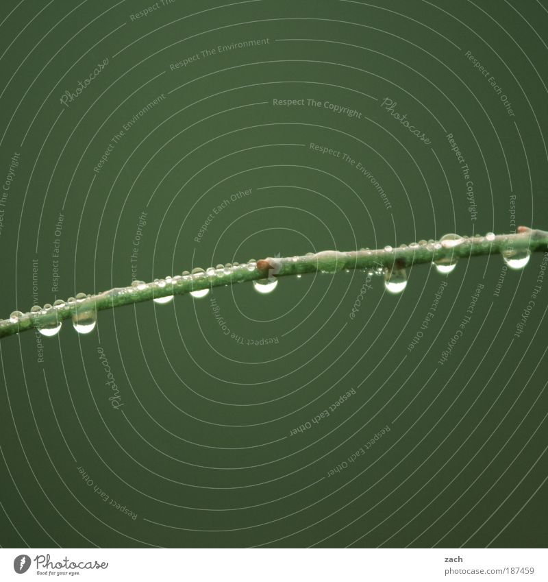 Perlen, in Reihe Umwelt Natur Pflanze Wasser Wassertropfen Frühling Herbst Wetter schlechtes Wetter Nebel Regen Baum Sträucher Feld glänzend hängen ästhetisch