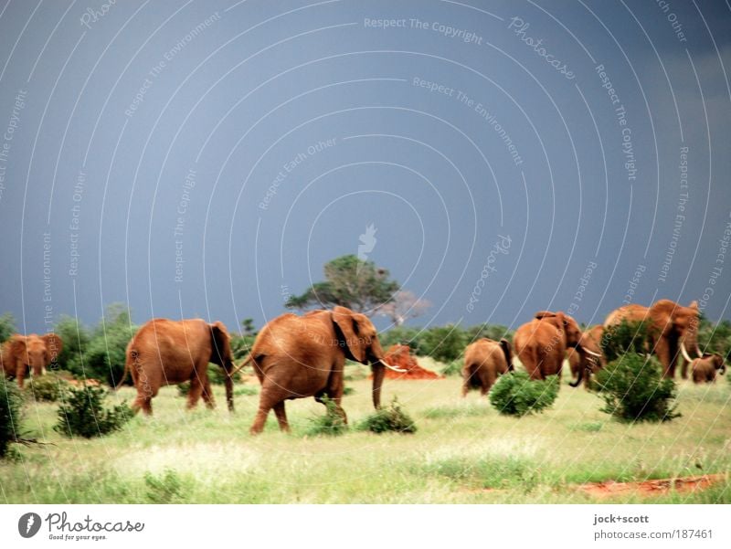 Landstreicher, Herde von Elefanten Safari Gewitterwolken Unwetter exotisch Savanne Kenia Wildtier rennen Gefühle Einigkeit Angst Nervosität tropisch Flucht