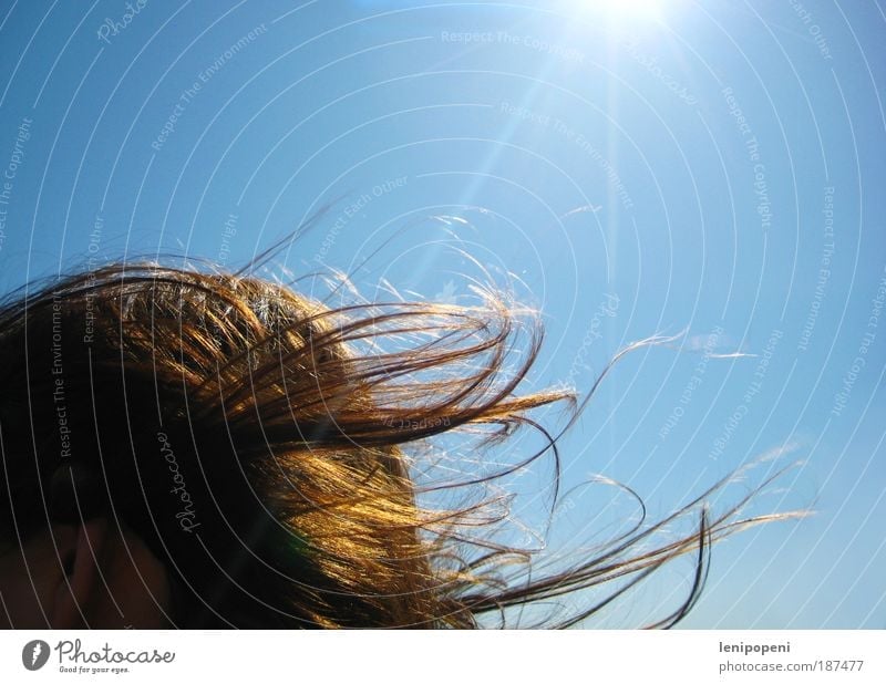 Sommerinnerung schön Haare & Frisuren Wohlgefühl feminin Frau Erwachsene Kopf Luft Himmel Sonne Schönes Wetter Wind brünett langhaarig atmen Bewegung Spielen