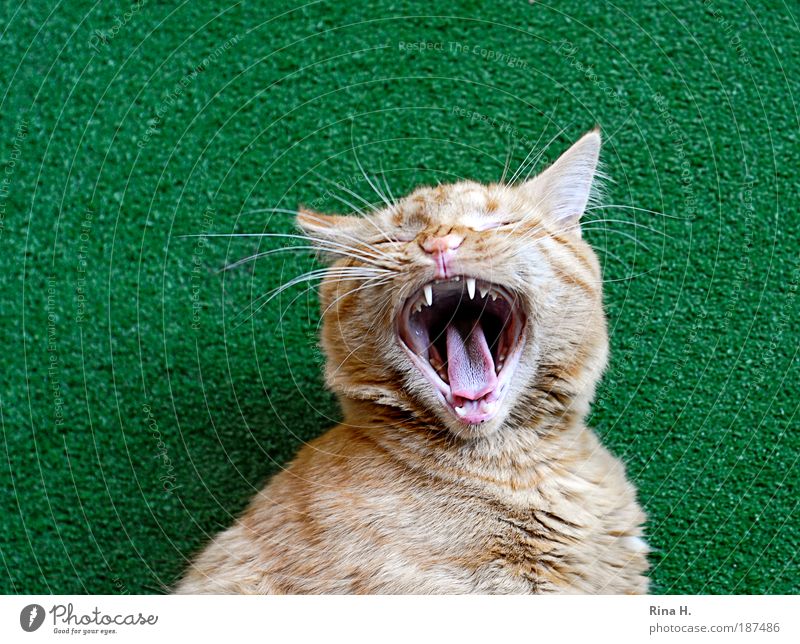Fauch...... oder gääähn ? Katze Aggression bedrohlich grün Zähne zeigen Zunge Katzenzunge gähnen Kunstrasen Müdigkeit Tierliebe Fell weich Farbfoto