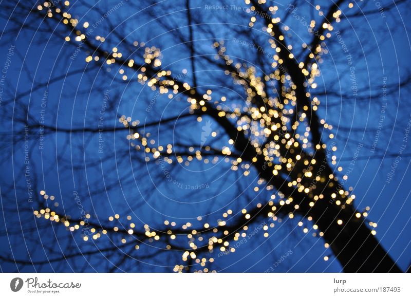 ... goldene Lichtlein blitzen! Winter Silvester u. Neujahr Umwelt Natur Baum Schmuck kalt blau schwarz Dots Lichtpunkt Lichterkette Weihnachtsdekoration