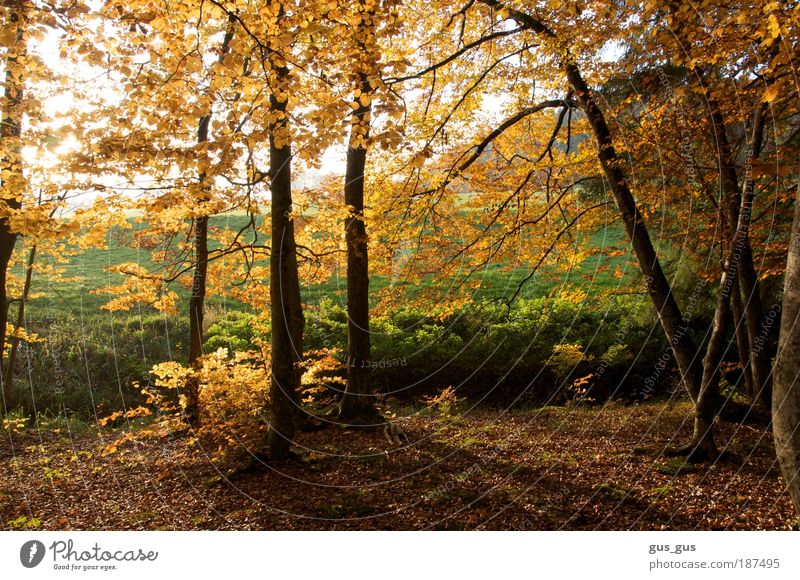 Baumkante im Herbst Umwelt Natur Schönes Wetter Gras Blatt Wald braun gelb gold grün weiß Farbfoto mehrfarbig Außenaufnahme Menschenleer Tag Licht Schatten