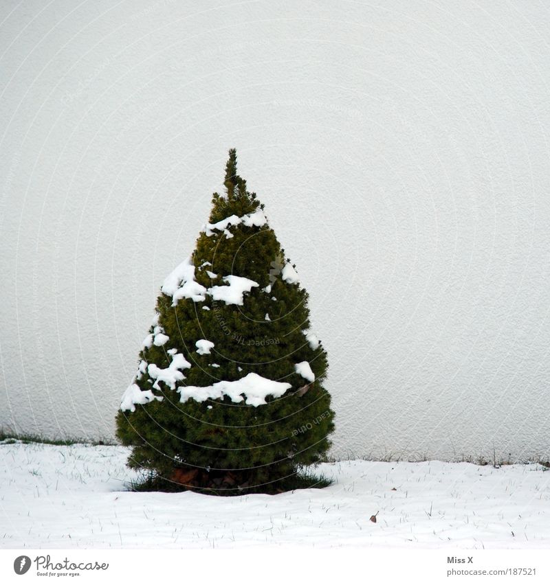 Frohe Weihnacht :-) Winter Schnee Häusliches Leben Natur Eis Frost Baum kalt klein Weihnachtsbaum Farbfoto Gedeckte Farben Außenaufnahme Menschenleer