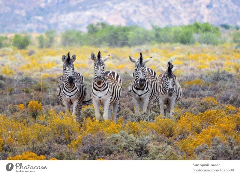Zebras in Southafrica Umwelt Natur Tier Wildtier Zoo 4 Tiergruppe Herde stehen ästhetisch Ferne gelb grün schwarz weiß Fröhlichkeit Lebensfreude Kraft Tierliebe
