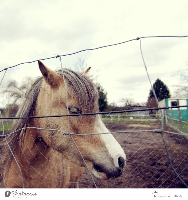 Einsam. Tier Pferd Tiergesicht 1 Mitgefühl ruhig Einsamkeit Weide Zaun Farbfoto Gedeckte Farben Außenaufnahme Menschenleer Tag Tierporträt Wegsehen