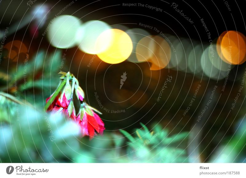 Einzelgänger Pflanze Blume Duft Naturwuchs Farbfoto Außenaufnahme Textfreiraum rechts Abend Blitzlichtaufnahme Schwache Tiefenschärfe Heilpflanzen Unkraut welk