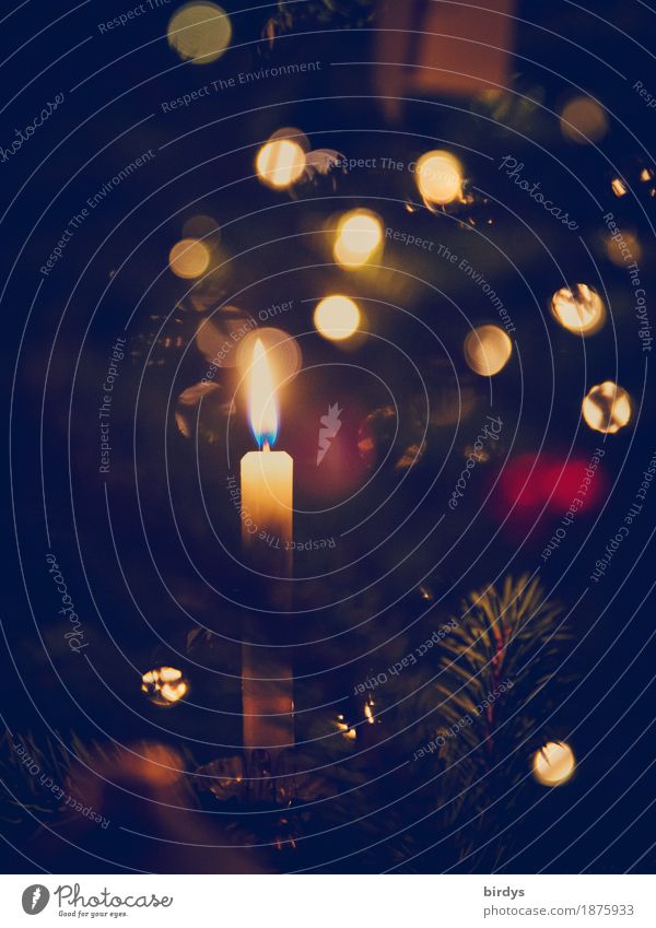 Advent Advent ein .... Weihnachten & Advent Kerzenschein Kerzenflamme Weihnachtsbaum Weihnachtsbeleuchtung glänzend leuchten ästhetisch Freundlichkeit kuschlig